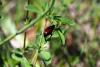 247029 – Photo : Oedipoda – France (60)